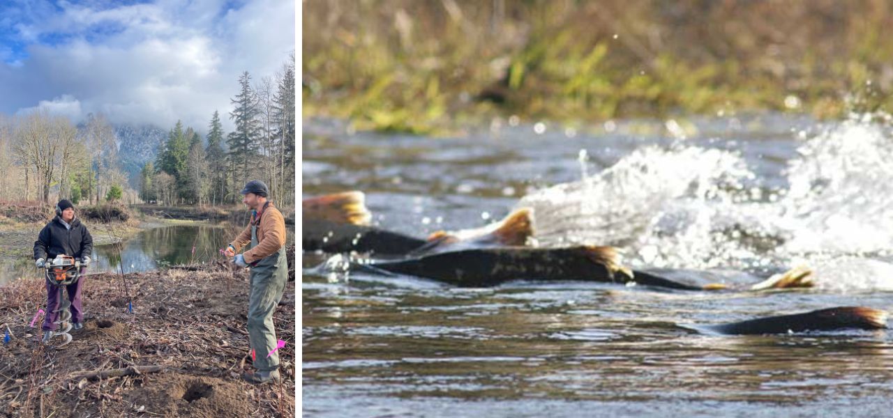 Volunteers using an auger to dig planting holes near the Snoqualmie River, with a scenic mountain backdrop, alongside a close-up of salmon swimming upstream.