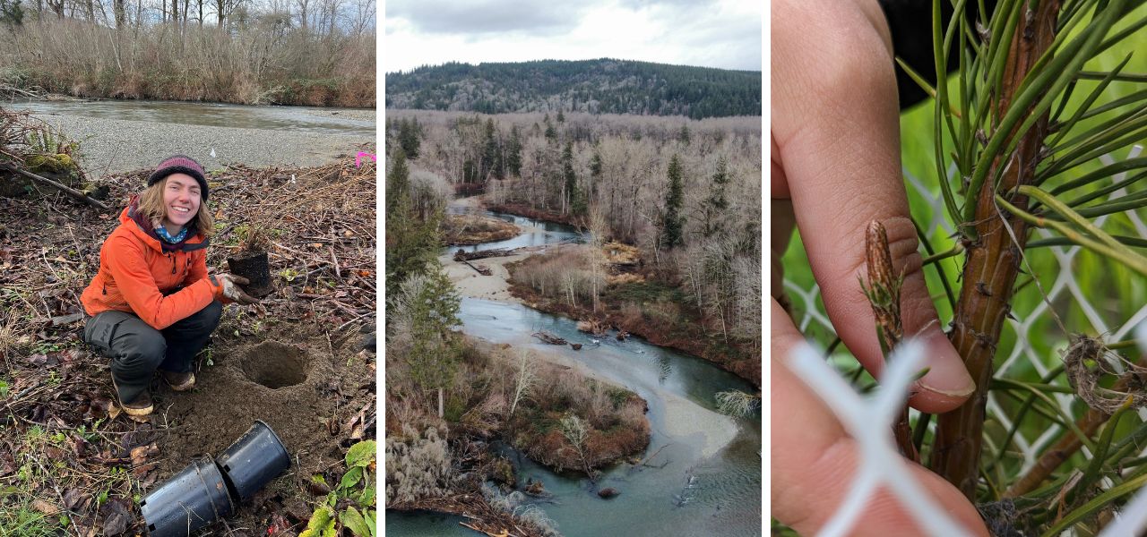 A volunteer planting a tree near a river, an aerial view of a winding river through a restored floodplain, and a close-up of a young tree sapling protected by fencing.