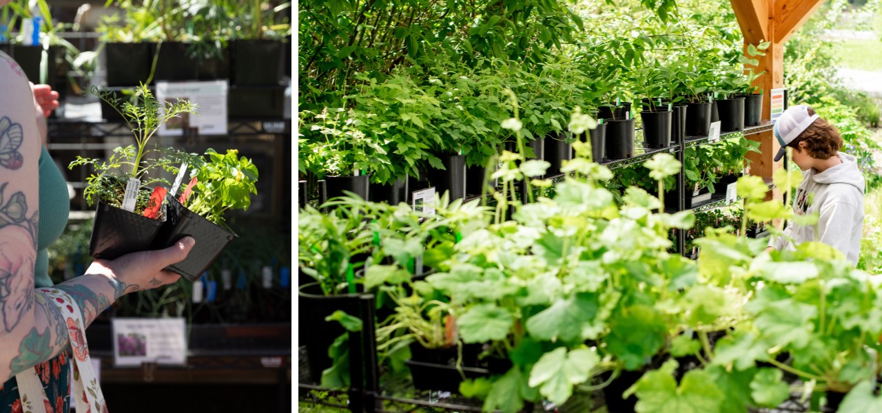 A customer holding potted native plants and a lush display of green native plants at Oxbow’s Spring Native Plant Sale.