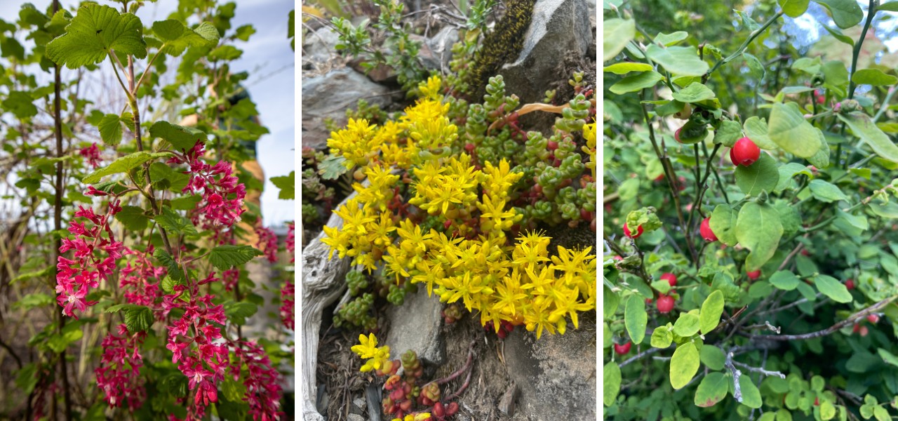 A variety of colorful native plants, including flowering shrubs, ground cover, and berry-producing plants, thriving in their natural habitat.