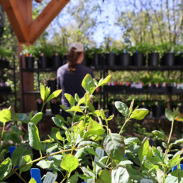 A customer browsing potted native plants at Oxbow’s Plant Stand, surrounded by lush greenery under a wooden canopy.