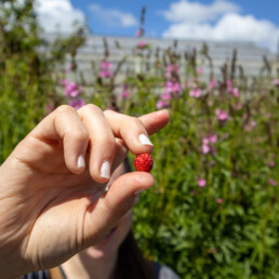 A hand holding a freshly picked native woodland strawberry, with blooming wildflowers in the background.