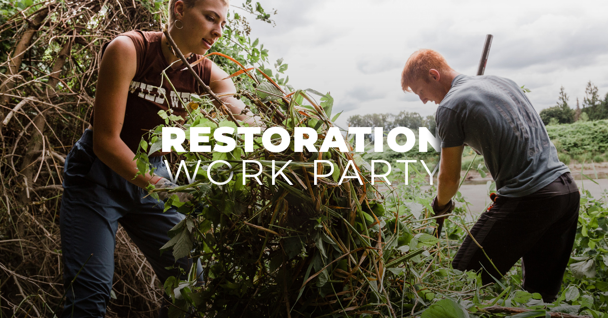 Two volunteers engaged in a restoration work party, removing invasive plants outdoors.